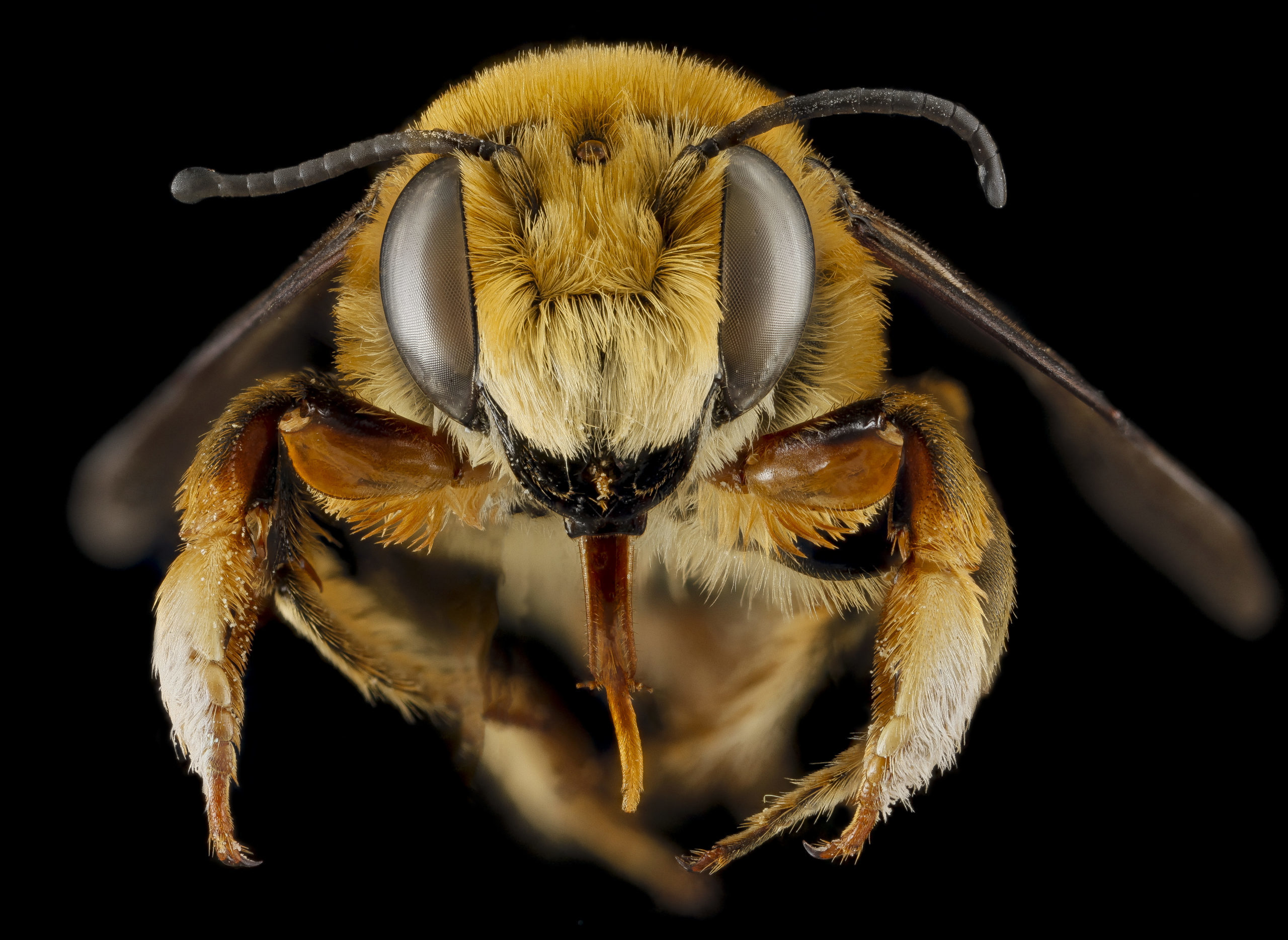 abeille buckfast