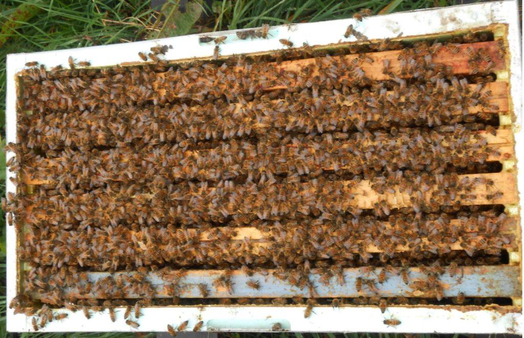 Essaim d'abeilles de Seine et Marne